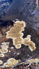 Steccherinum ochraceum