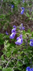 Salvia thymoides