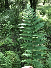 Dryopteris celsa