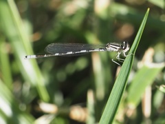 Enallagma carunculatum