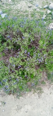 Salvia thymoides