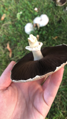 Agaricus