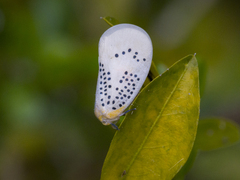 Poekilloptera phalaenoides