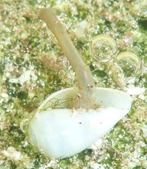 Sipuncula
