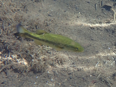 Micropterus floridanus