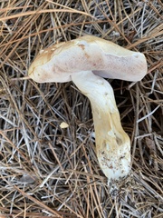 Tylopilus rhoadsiae