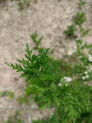 Artemisia annua
