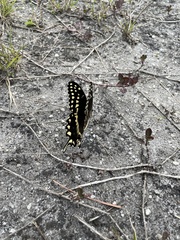 Papilio palamedes