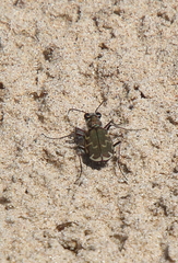 Cicindela repanda
