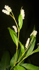 Persicaria