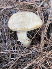 Tylopilus rhoadsiae