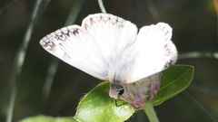 Heliopetes ericetorum