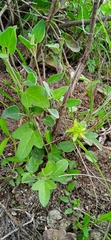 Passiflora suberosa