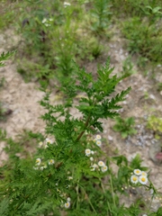 Artemisia annua