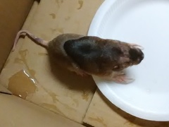 Geomys breviceps