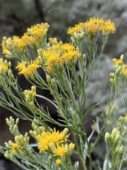 Euthamia occidentalis