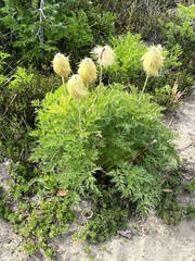 Pulsatilla occidentalis