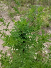 Artemisia annua