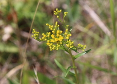 Solidago ohioensis