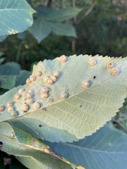 Caryomyia