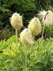 Pulsatilla occidentalis