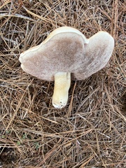 Tylopilus rhoadsiae
