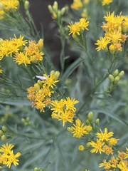 Euthamia occidentalis