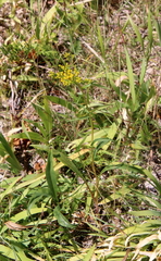 Solidago ohioensis