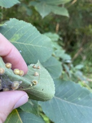 Caryomyia