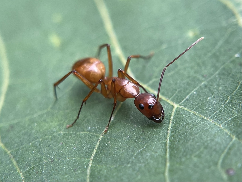 Chestnut Carpenter Ant from Ava, IL, US on September 04, 2022 at 05:07 ...