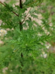 Artemisia annua