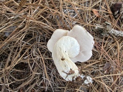 Tylopilus rhoadsiae