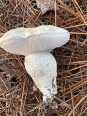 Tylopilus rhoadsiae