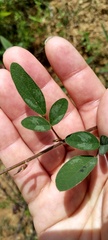 Desmodium tortuosum