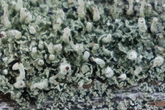Cladonia macilenta