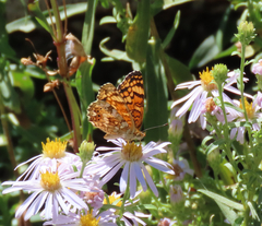 Phyciodes mylitta