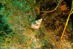 Phasianella australis