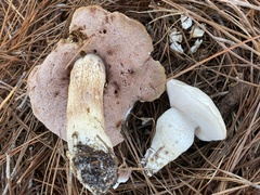 Tylopilus rhoadsiae