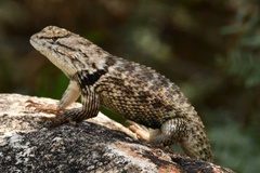 Sceloporus magister