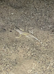 Callisaurus draconoides