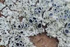 Physcia millegrana