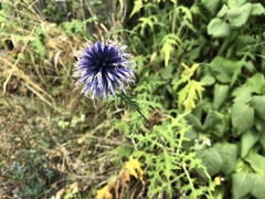 Echinops bannaticus