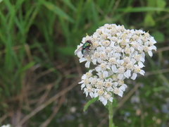 Lucilia illustris