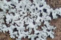 Physcia millegrana