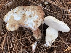 Tylopilus rhoadsiae