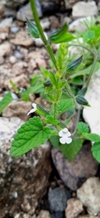 Salvia podadena