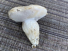 Tylopilus rhoadsiae