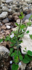 Salvia podadena
