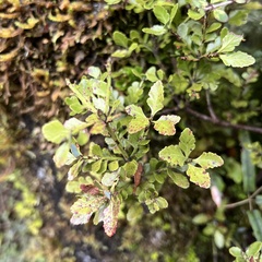 Phyllocladus alpinus