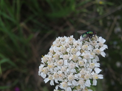 Lucilia illustris